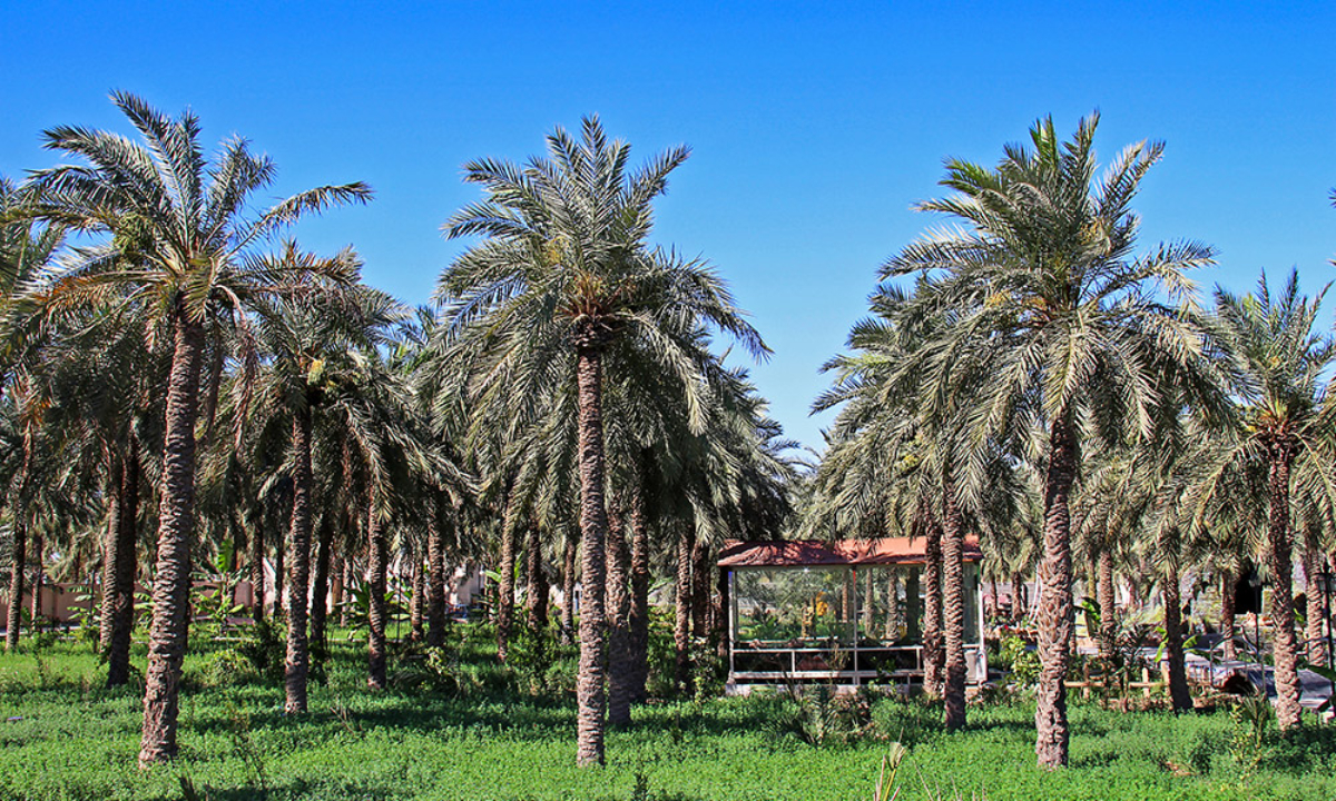 کسب و کار در چوئبده